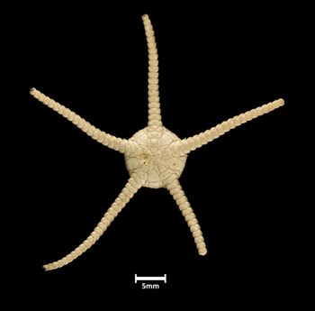 Media type: image;   Invertebrate Zoology OPH-332 Description: Bottom up view of single specimen with scale bar.;  Aspect: ventral
